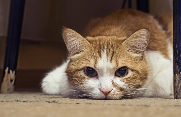Gato enfermo