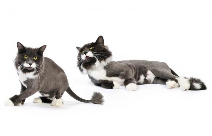 Gatos afeitados