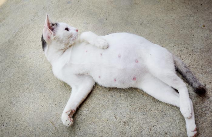 Gata embarazada