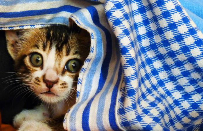 Gatito escondido