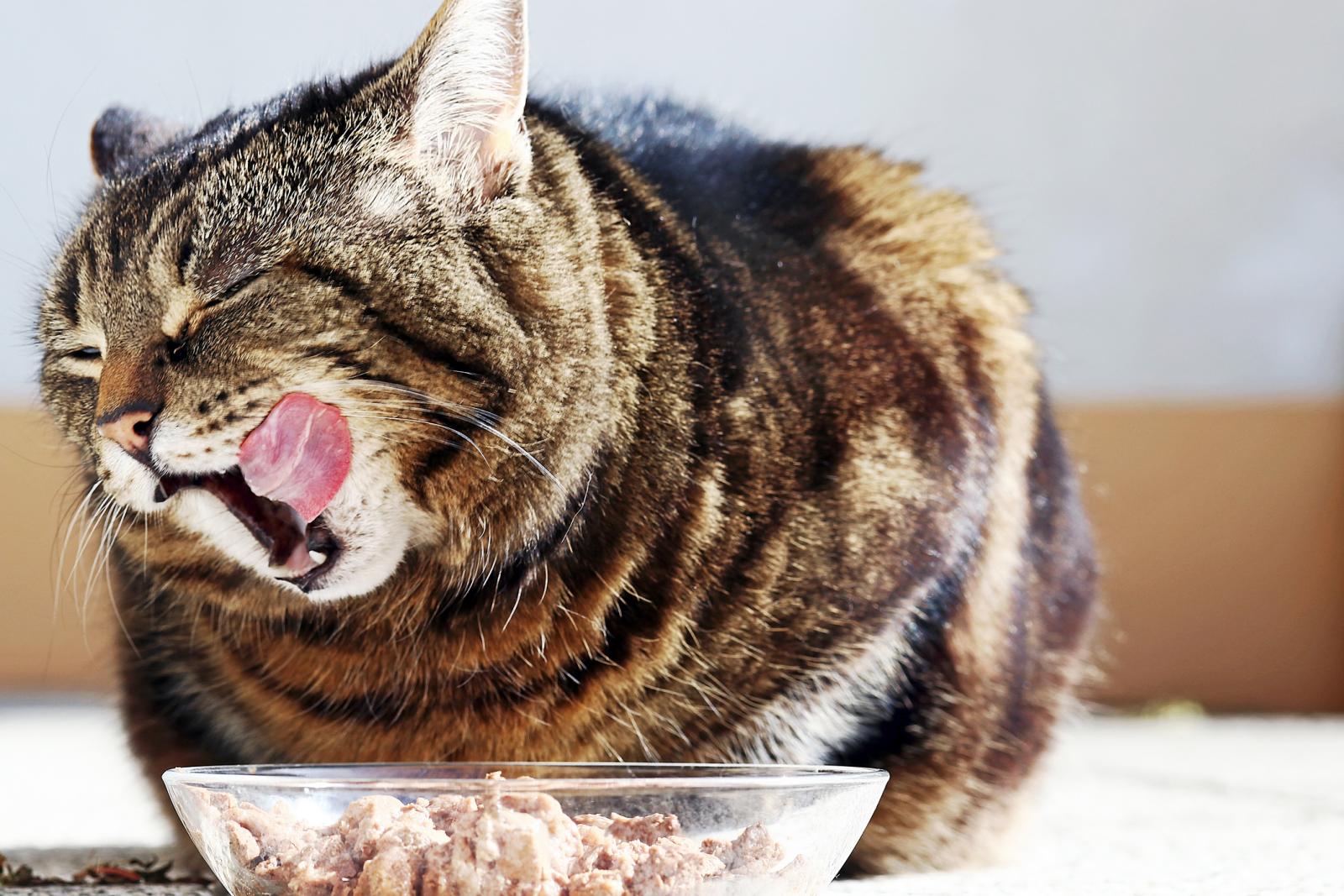 Gato comiendo