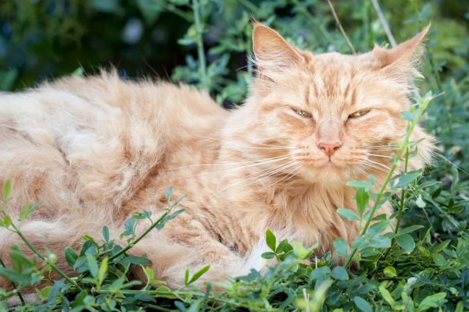 Viejo gato atigrado acostado en el jardín