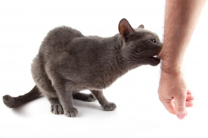 Gato mordiendo un brazo