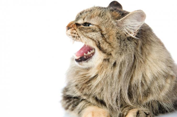 La irritabilidad es síntoma de la rabia en gatos