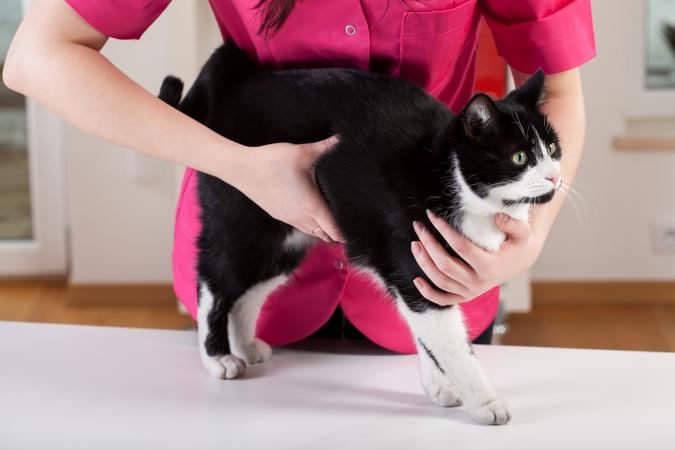 Gato siendo examinado por un veterinario