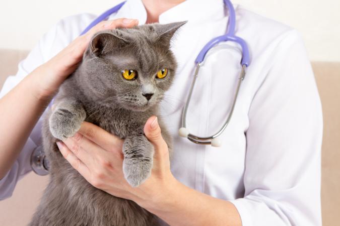 Médico veterinario con gato