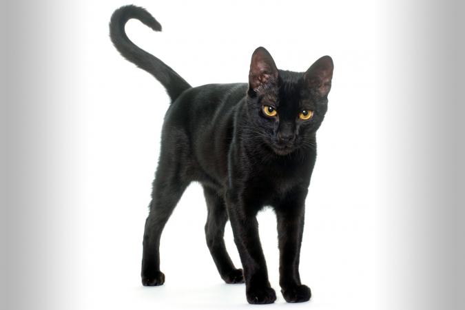 Gato demacrado y bajo en peso