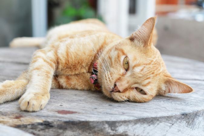 Gato enfermo acostado en el piso