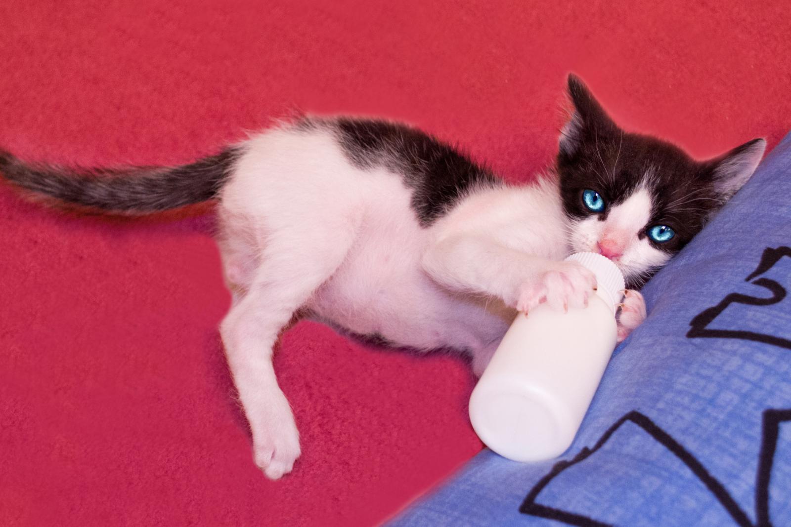 Gato con biberón