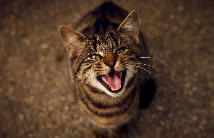 Gato maullando