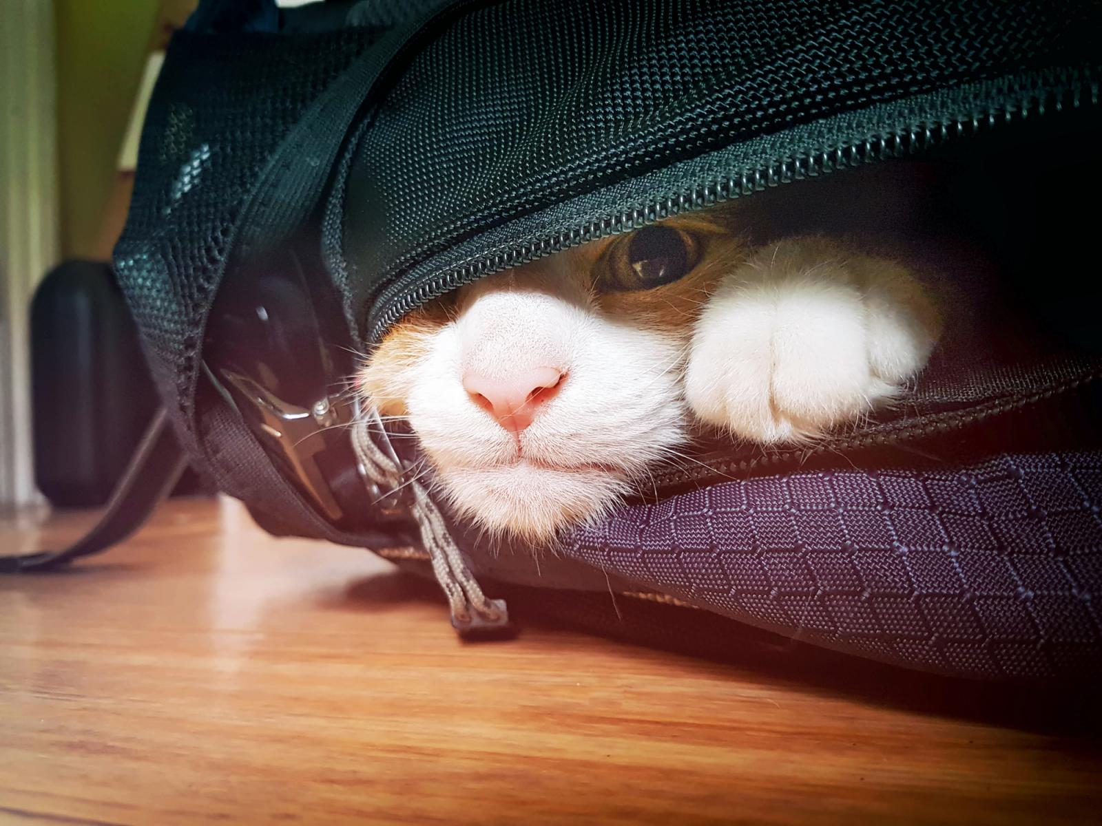 Gato en maleta