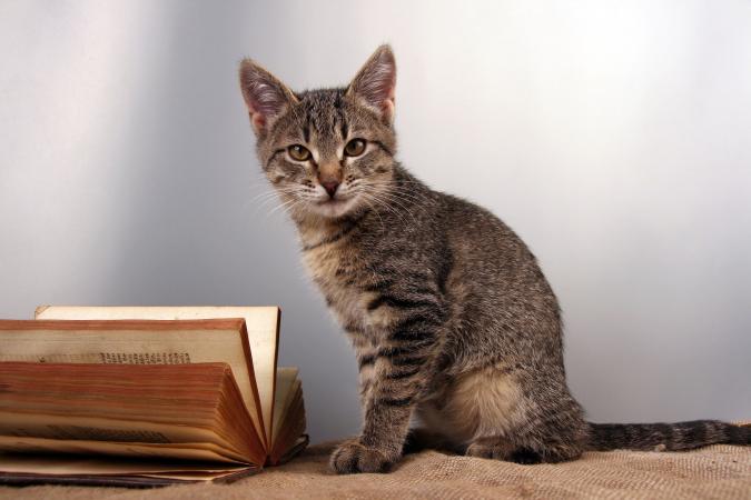 Gato rayado con libro