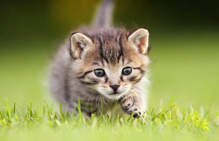 Gatito curioso