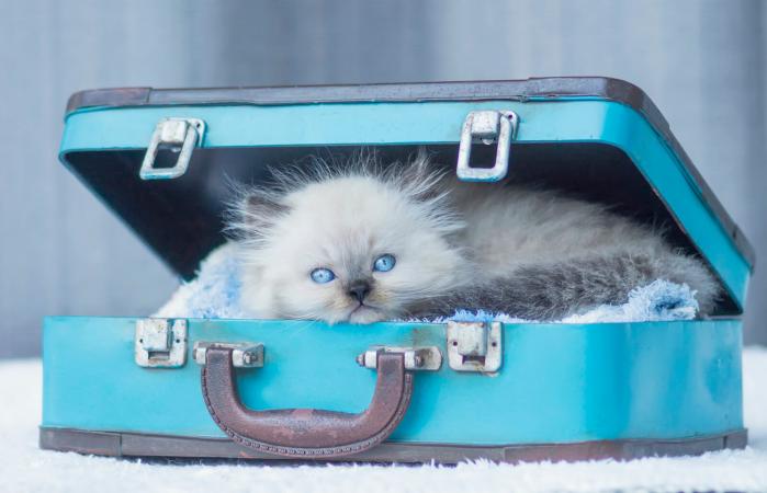 Gatito Himalaya