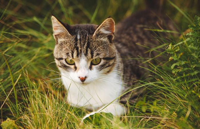 Gato al aire libre