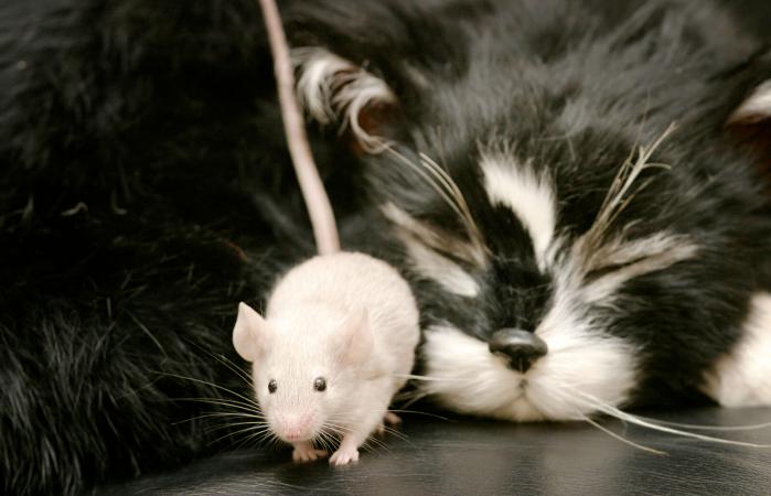 Gato atrapa a ratón