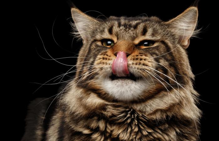 Gato relamiéndose los bigotes