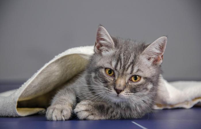 Gatito enfermo