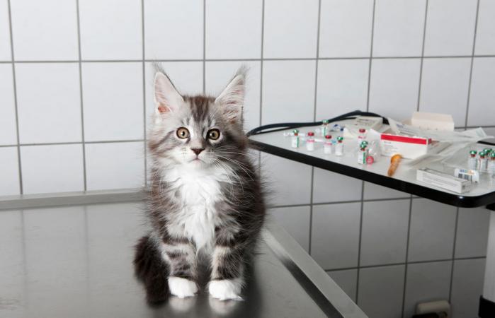 Gato en el veterinario