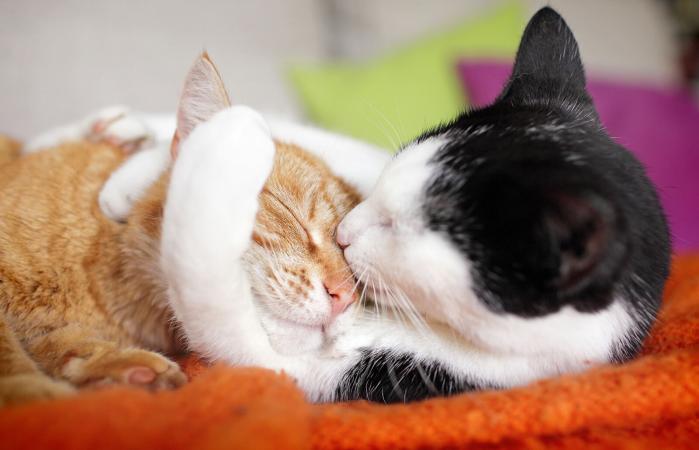Gatos abrazados besándose