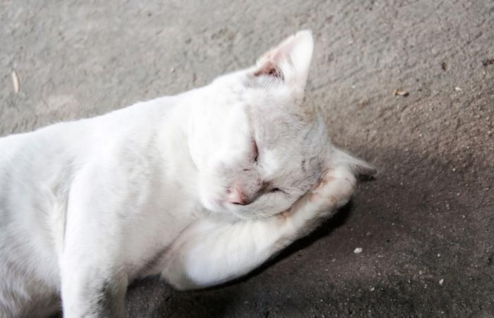 Gato desorientado