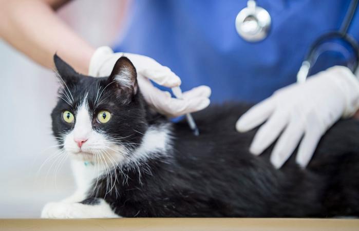 Veterinario vacunando gato