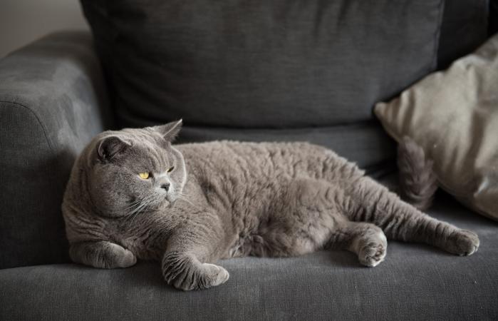 Gato acostado en el sofá