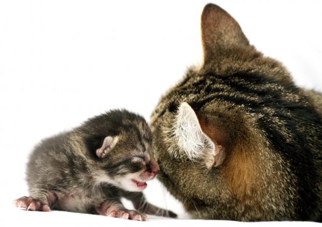 Madre gato con gatito recién nacido