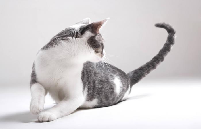 Gato con sindrome de hiperestesia felina