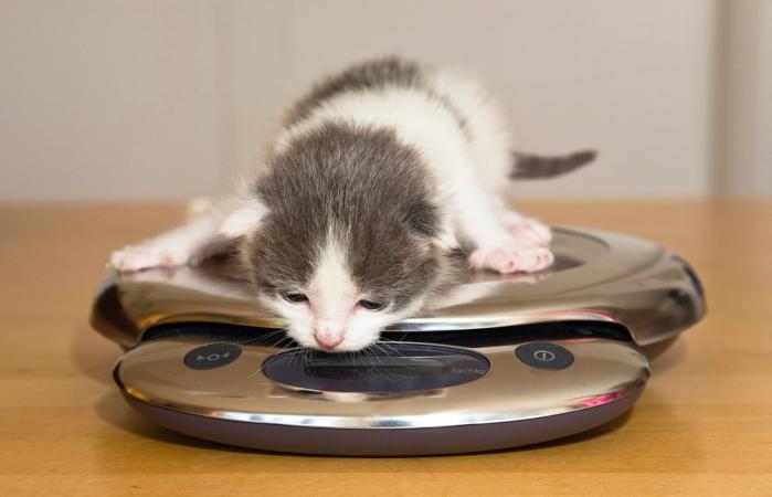 Gatito sobre la balanza