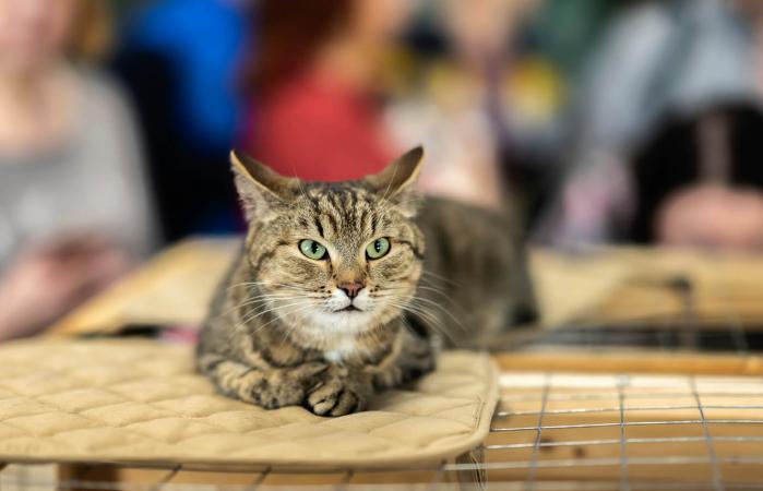 Gatito para adopción
