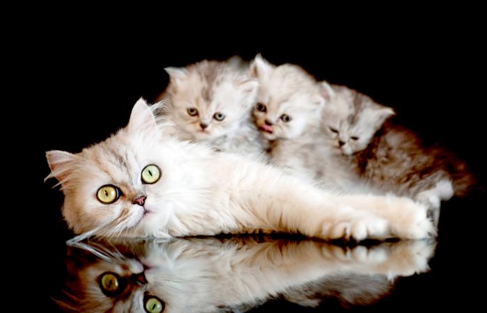 Mamá gato con gatitos