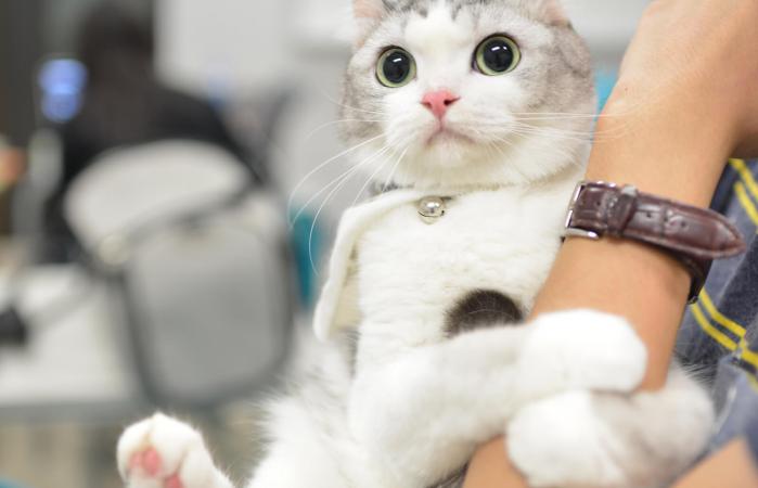 infección por estafilococos por arañazo de gato