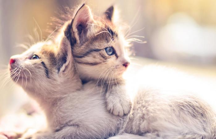 Dos gatitos acurrucados