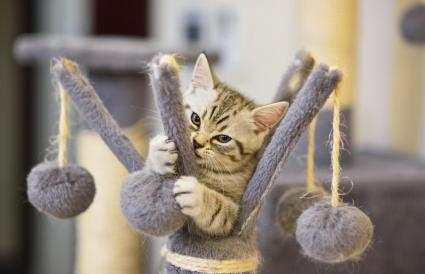 como se ve si un gato es hembra o macho como se ve si un gato es hembra o macho