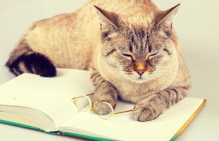 Gato leyendo libro