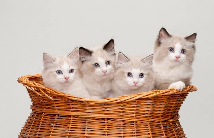 Hermosos gatos Ragdoll en una cesta