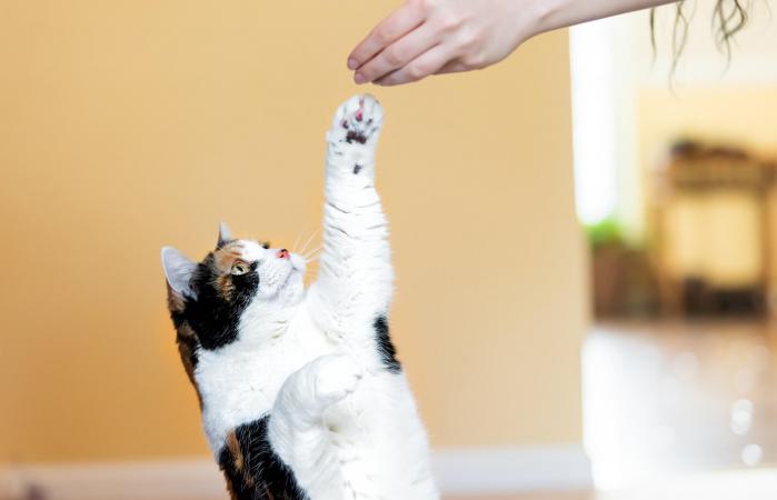 Gato de Calico de pie
