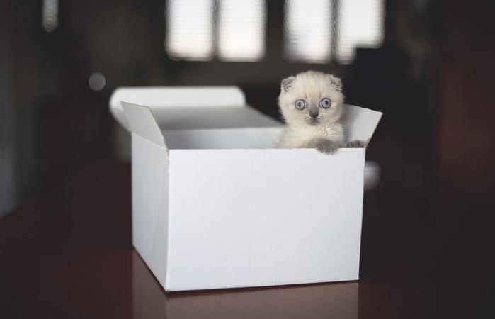 Gatito Scottish Fold en caja