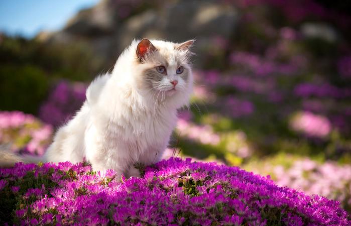 Gato Ragdoll en Flores Rosadas