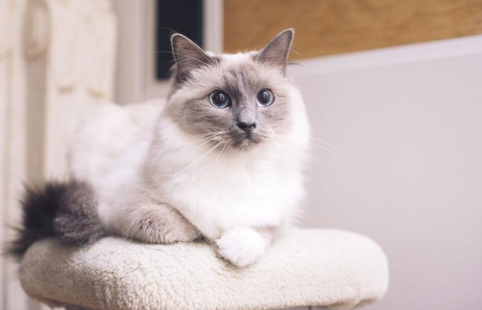 Gato Ragdoll acostado