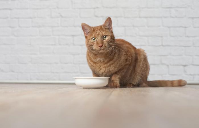 Gato Ginger sentado en el suelo de madera