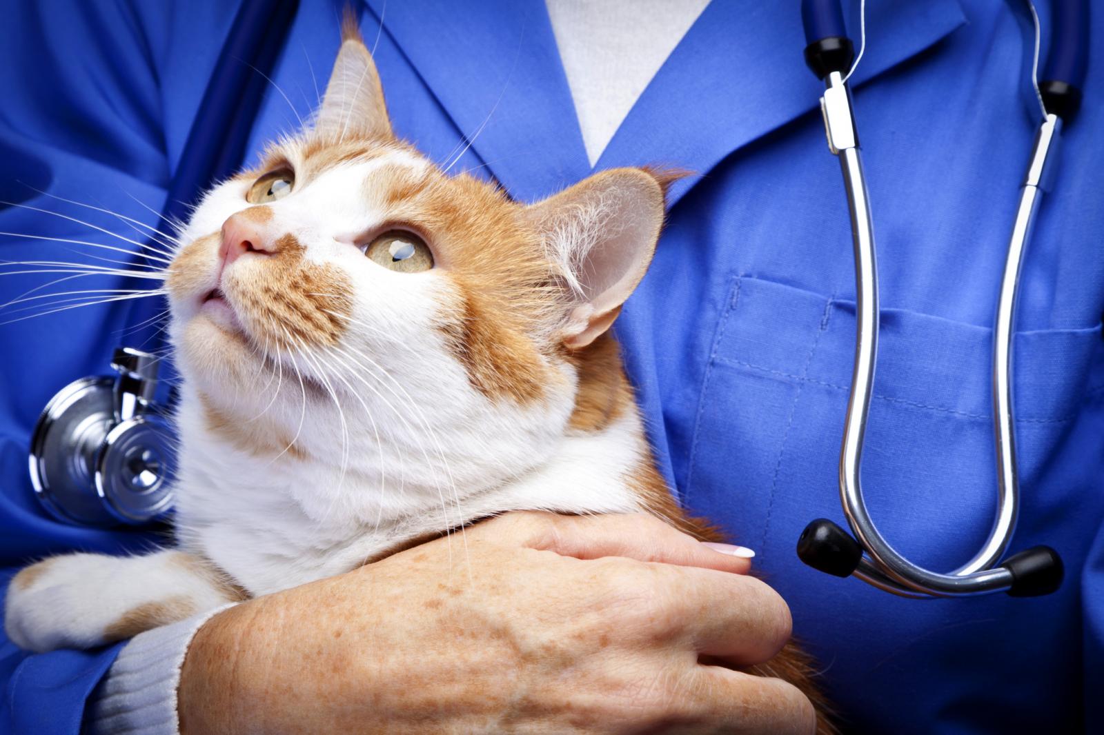 Veterinario con un gato