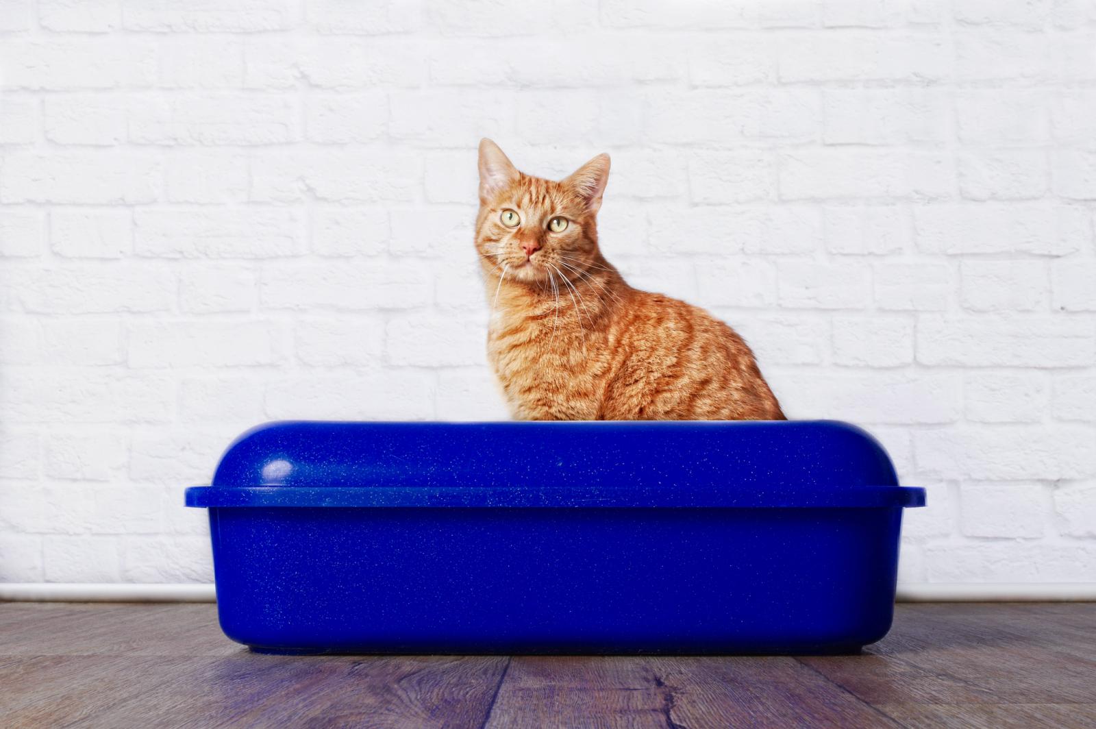 Gato sentado en caja de arena azul