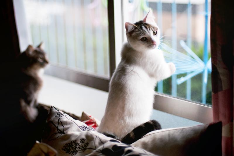 14 Razas Pequenas De Gato Adorables Lovetoknow