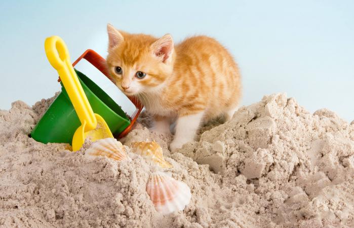 Gato en una caja de arena