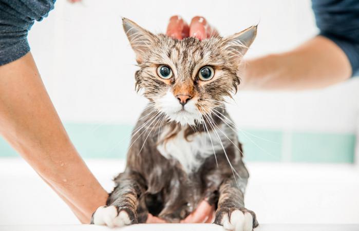 Mujer lavando gato siberiano
