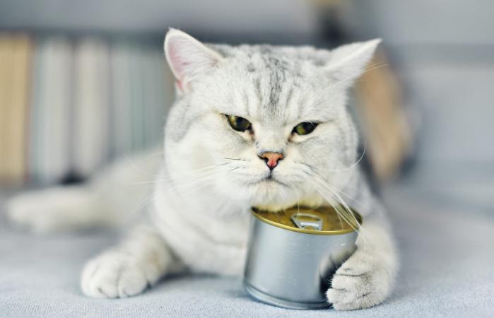 Gato y comida de lata