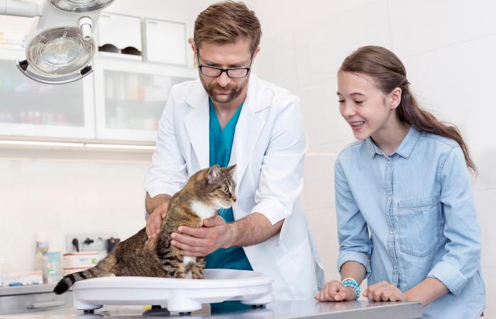 Veterinario pesando al gato