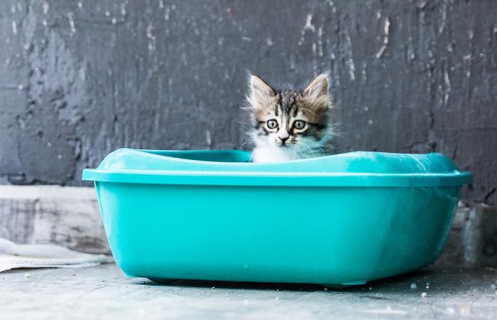 Gatito sentado en una caja de arena